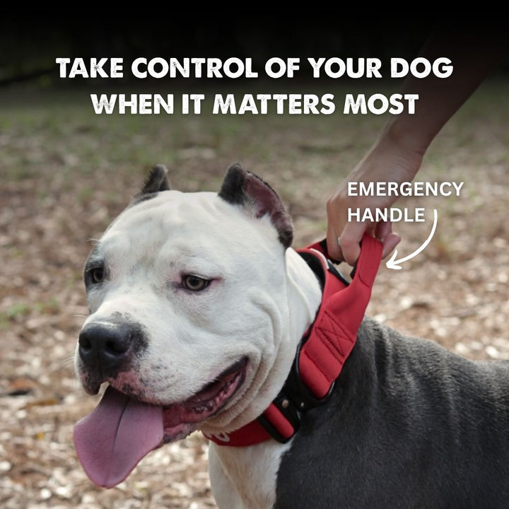 Bully Proof Set Leash + Collar
