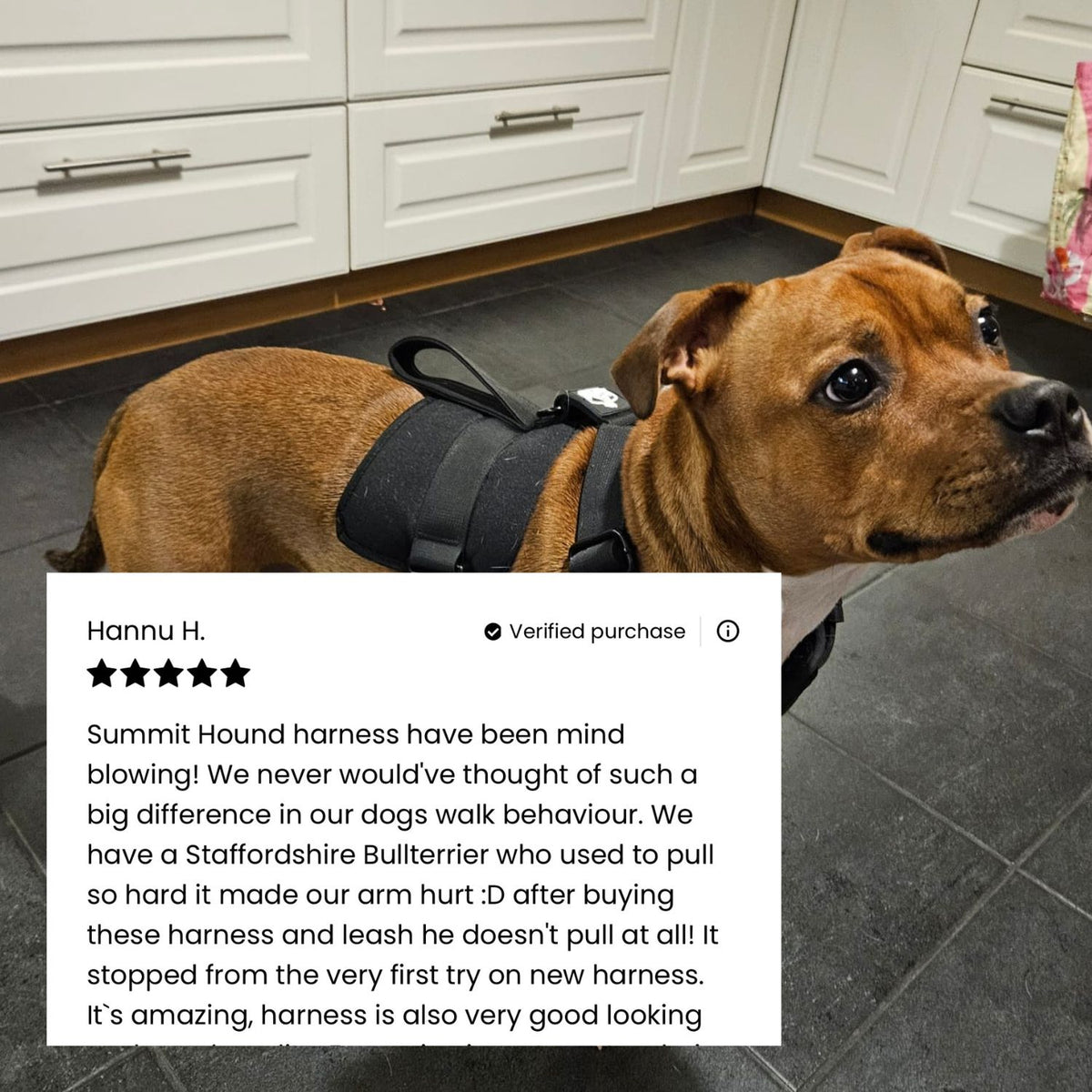 2. Most Dogs Feel The Difference On Day 1