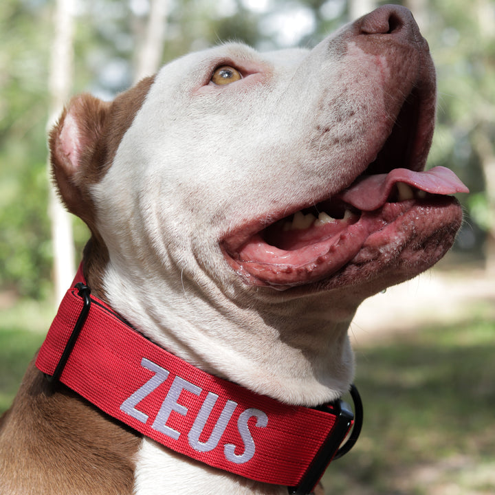 Thick dog collar for bully breeds, designed for strong pulling breeds, with personalization options for the dog’s name
