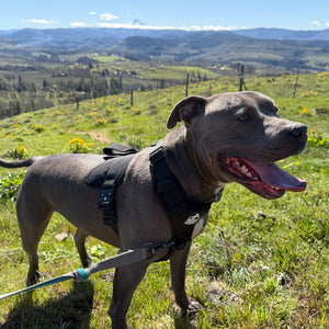 Sonia D