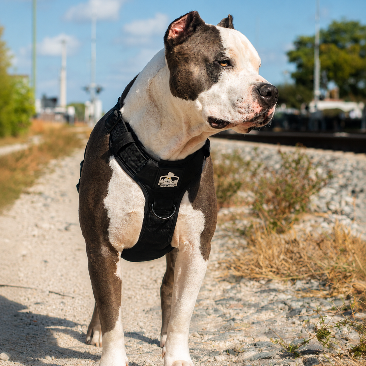 5. Keep Control During Leash Reactivity Emergencies