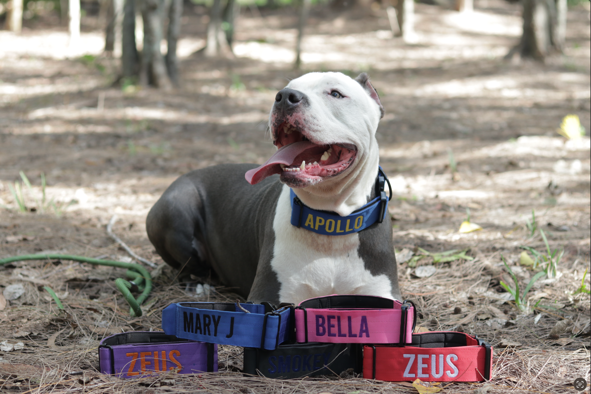 Thick dog collar for bully breeds, designed for strong pulling breeds, with personalization options for the dog’s name