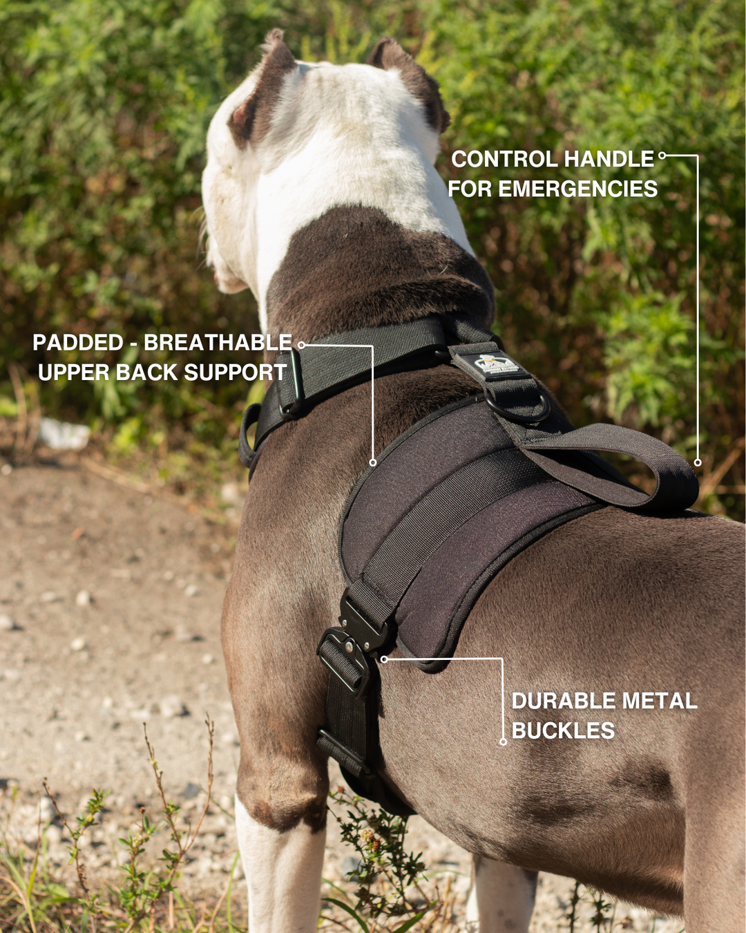 No Pull Bully Proof Harness