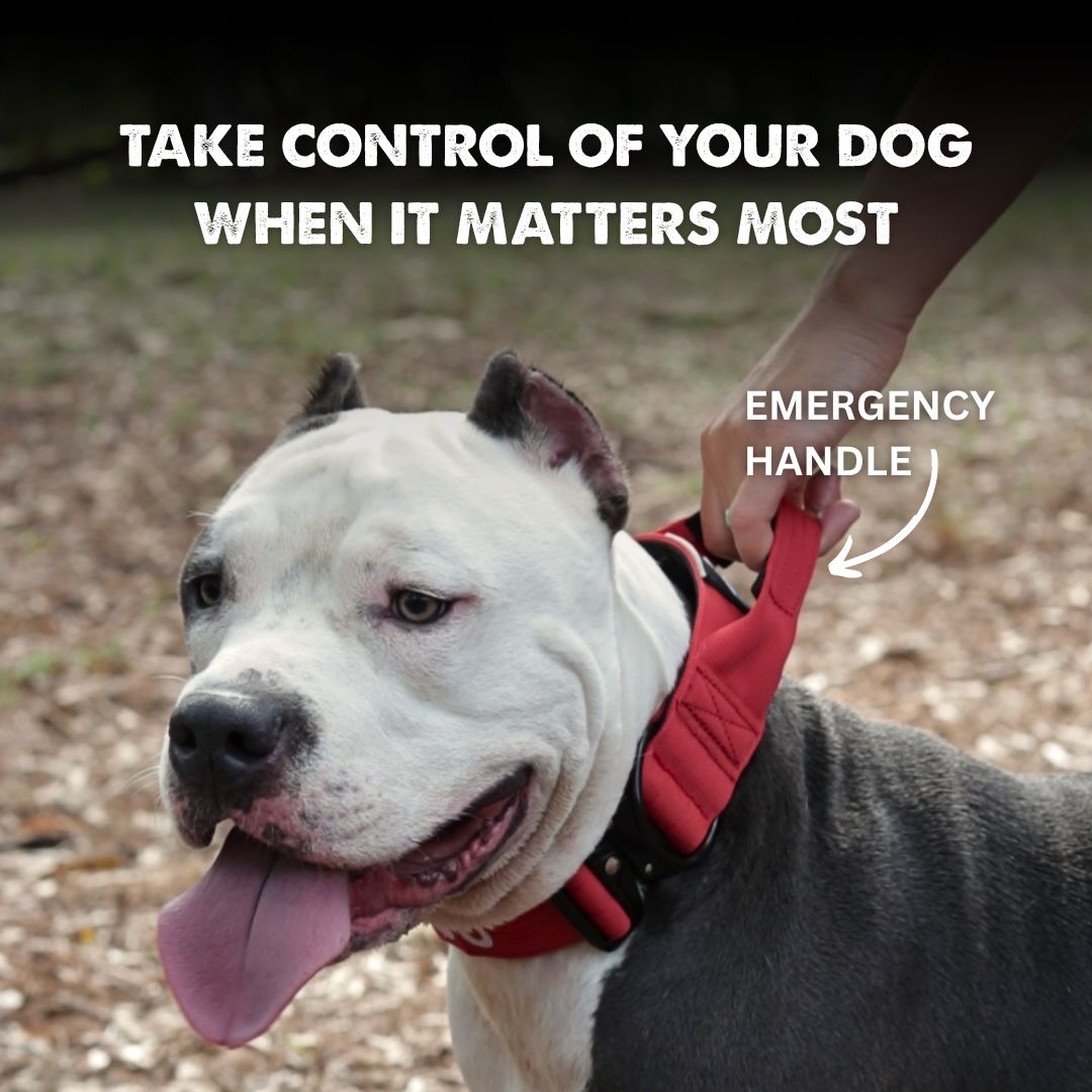 Blue Bully Proof Collar - Main Image