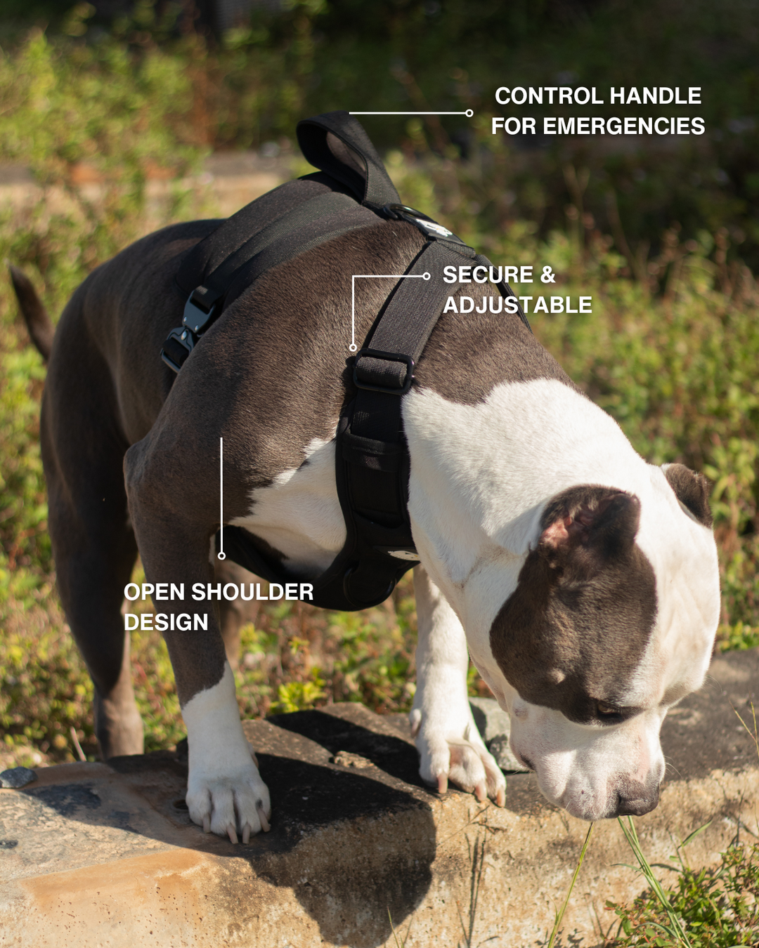 No Pull Bully Proof Harness