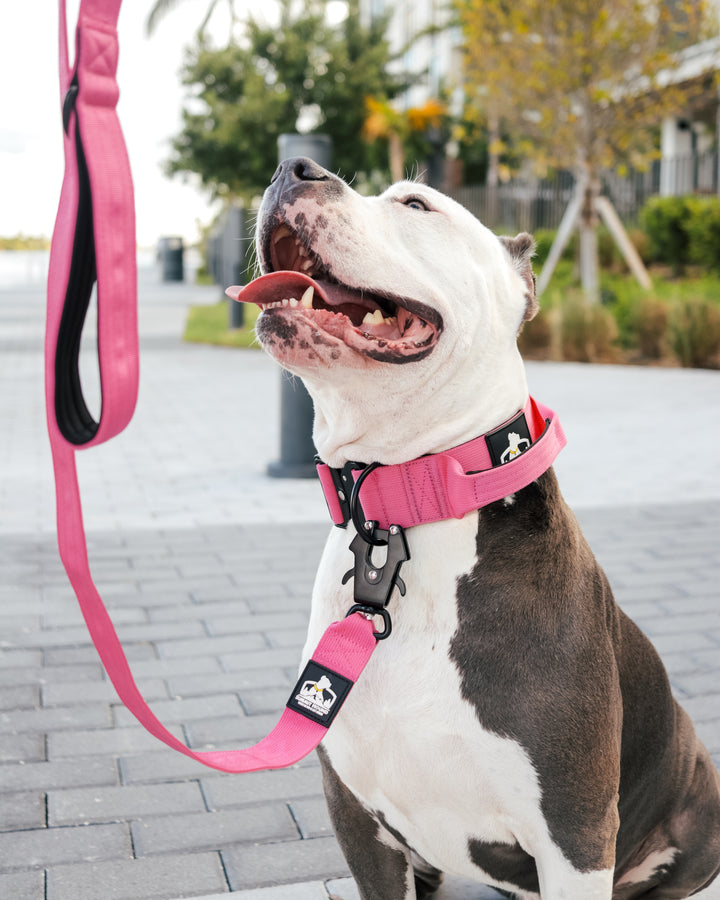 Bully Proof Set Leash + Collar