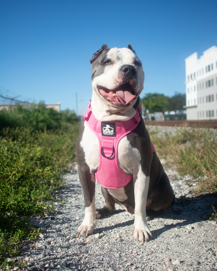 No Pull Bully Proof Harness