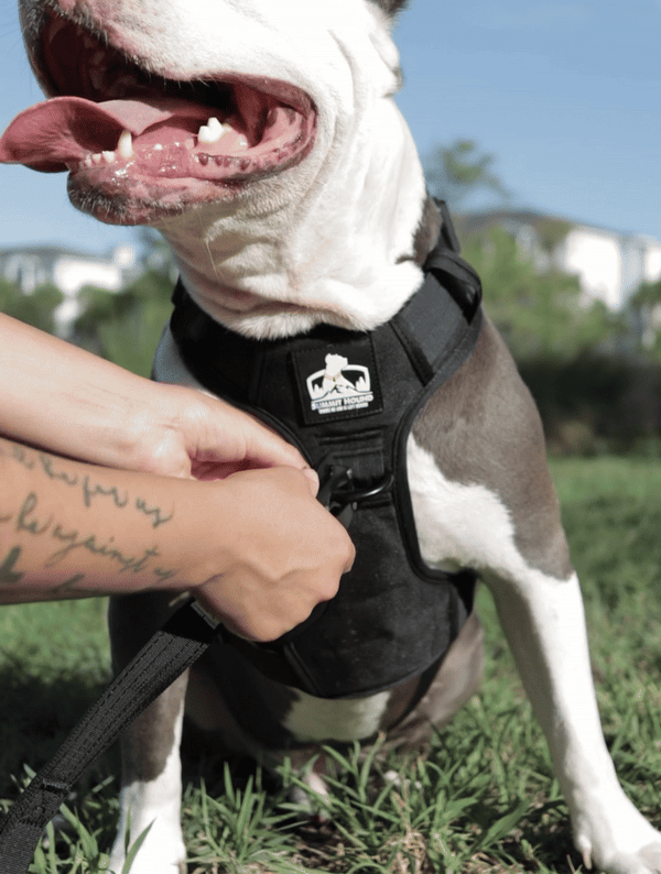 No Pull Bully Proof Harness