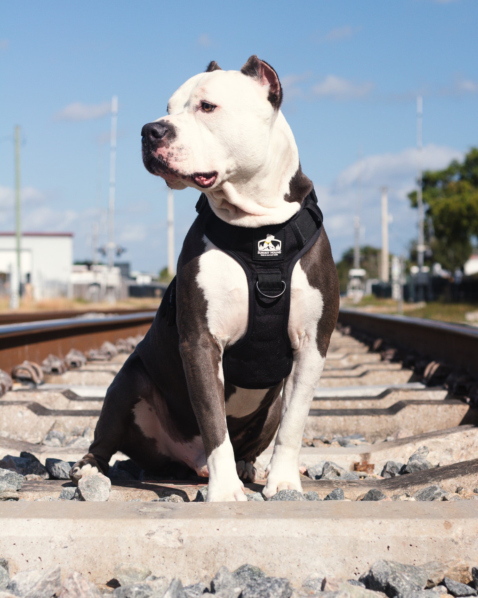 Heavy duty no pull harness for strong dogs