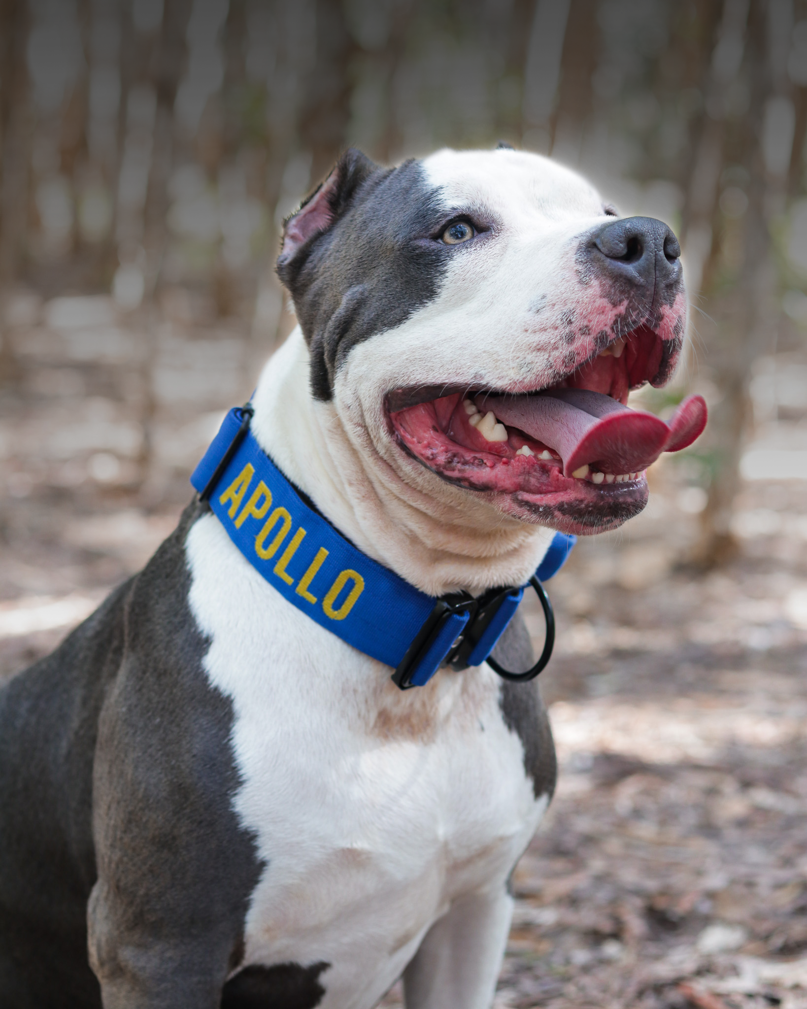 Thick dog collar for bully breeds, designed for strong pulling breeds, with personalization options for the dog’s name