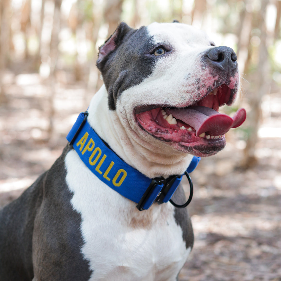 Thick dog collar for bully breeds, designed for strong pulling breeds, with personalization options for the dog’s name