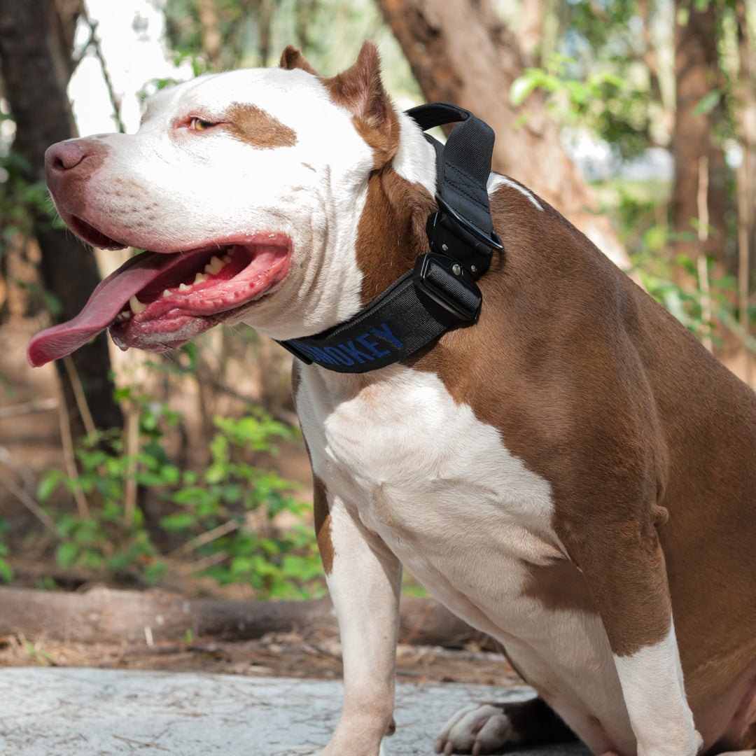 Thick dog collar for bully breeds, designed for strong pulling breeds, with personalization options for the dog’s name