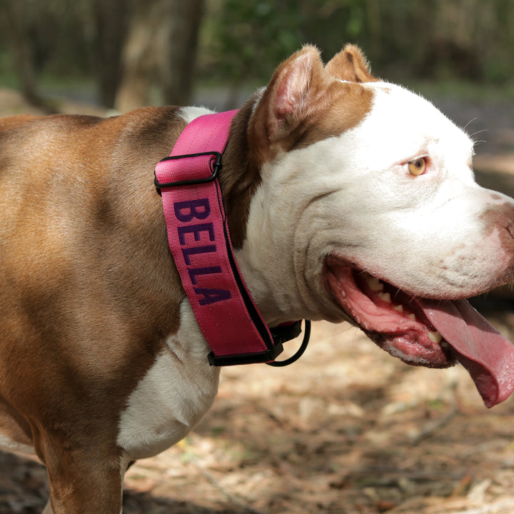 Thick dog collar for bully breeds, designed for strong pulling breeds, with personalization options for the dog’s name