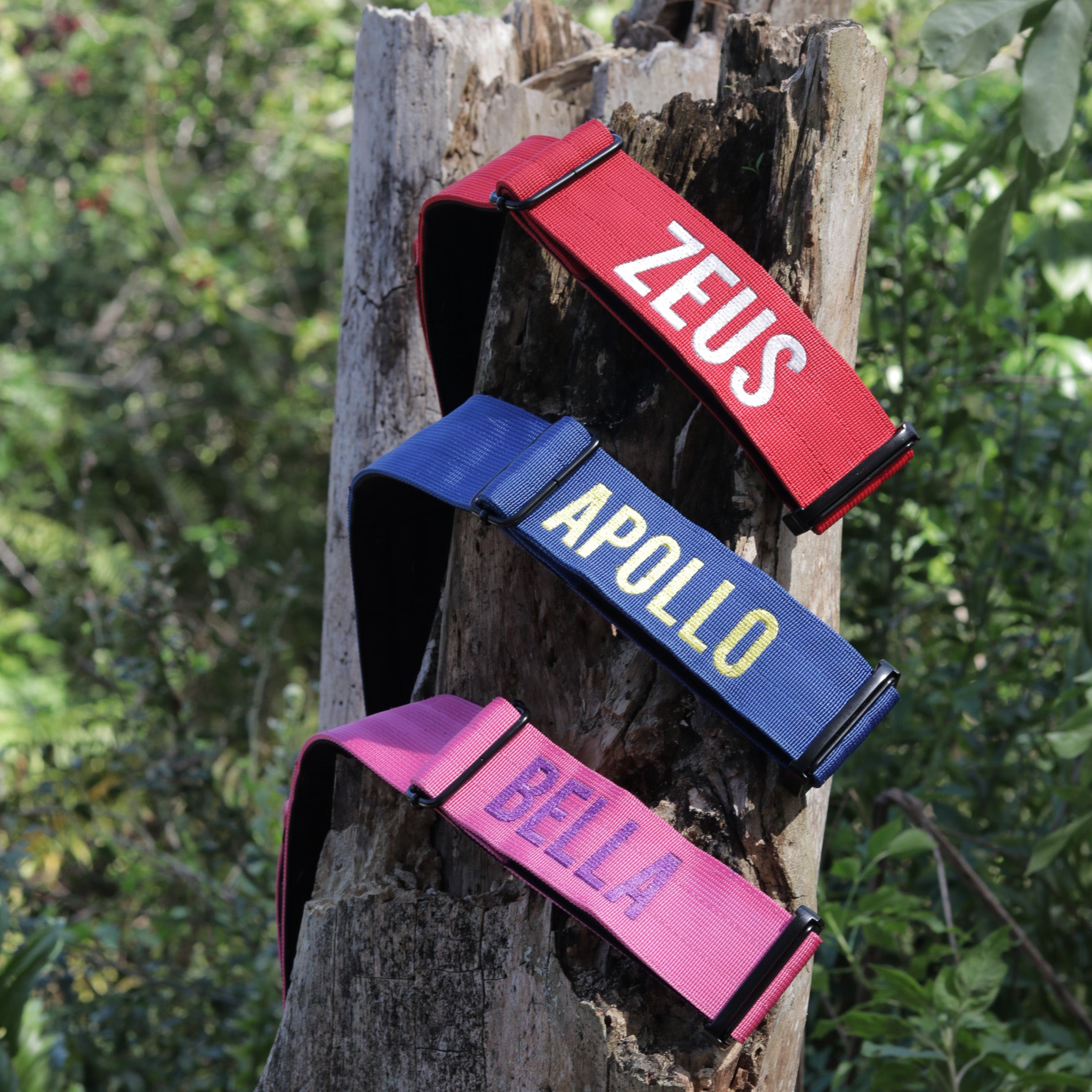 Thick dog collar for bully breeds, designed for strong pulling dogs, with personalization options for the dog’s name