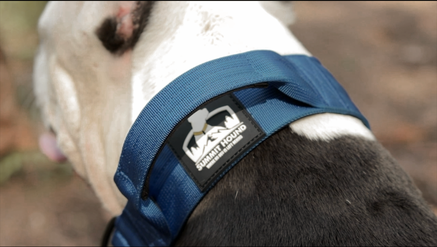 Happy new arrivals hounds collars